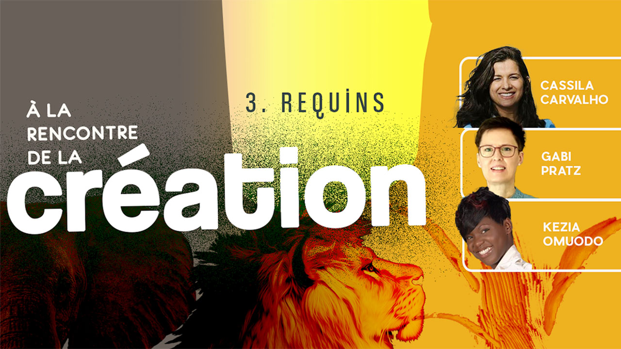 A la rencontre de la Création #3 – Requins