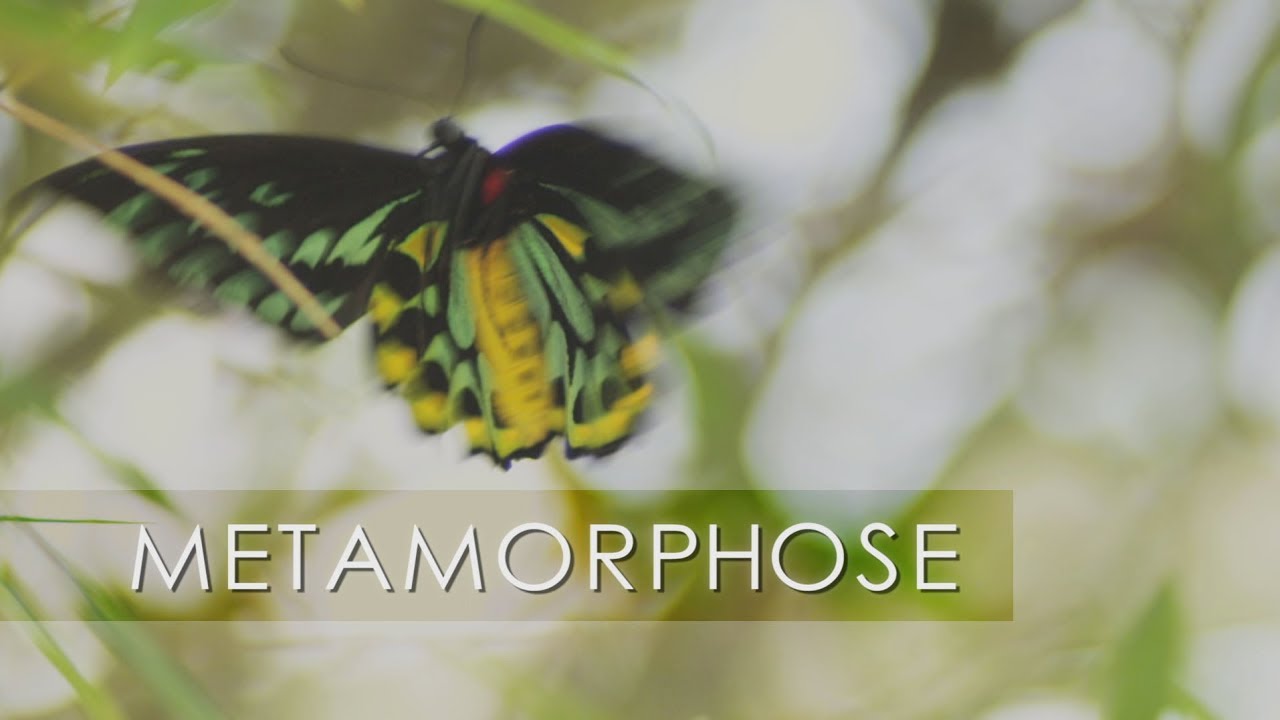 Métamorphose
